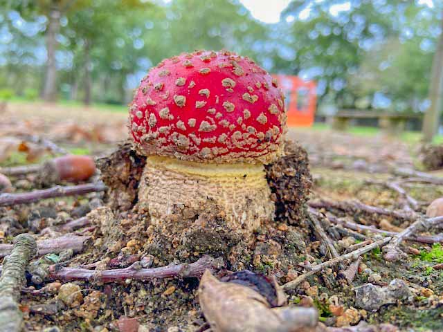 champignons camping kerabus